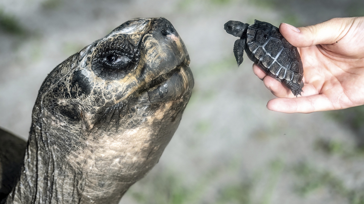 Goliath the Galápagos tortoise celebrated his first Father’s Day and 135th birthday : NPR