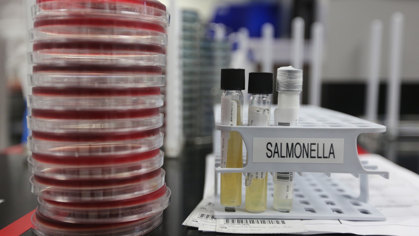 How a bacteria unrelated to fish got its name “salmonella” : NPR